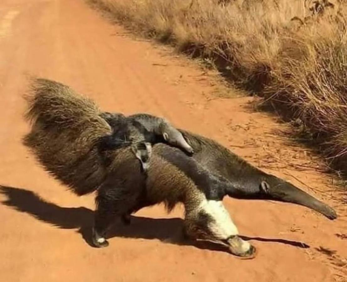 São Roque de Minas Chale Da Picaretaヴィラ エクステリア 写真